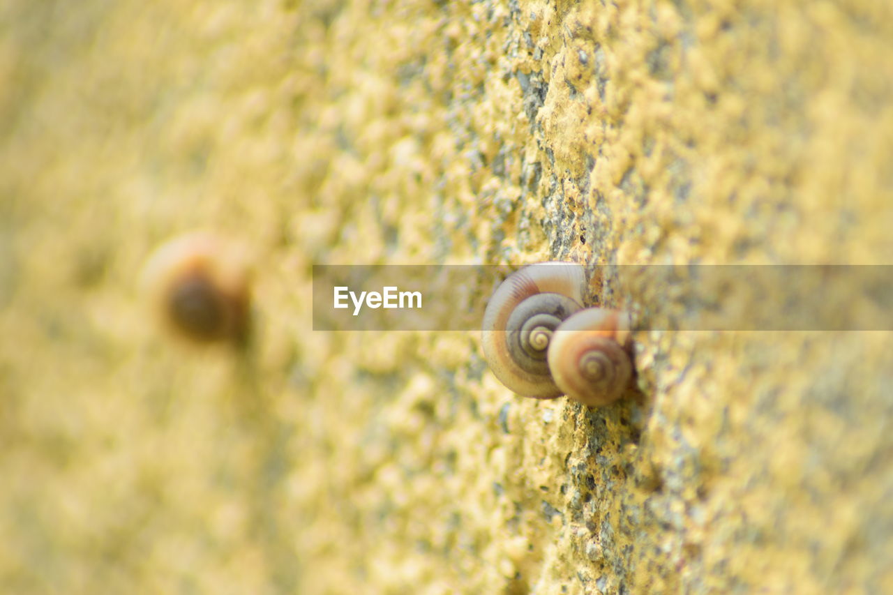 CLOSE-UP OF SNAIL IN THE DARK