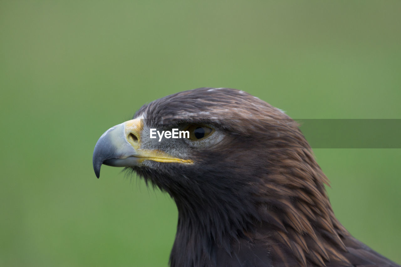 Close-up of eagle against green background