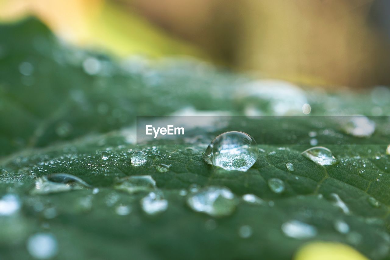 The raindrops in the green plant leaf in the garden in the nature