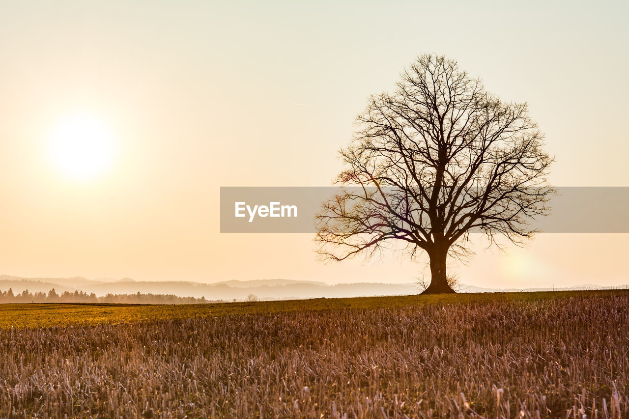 Bare tree on field against sky during sunset