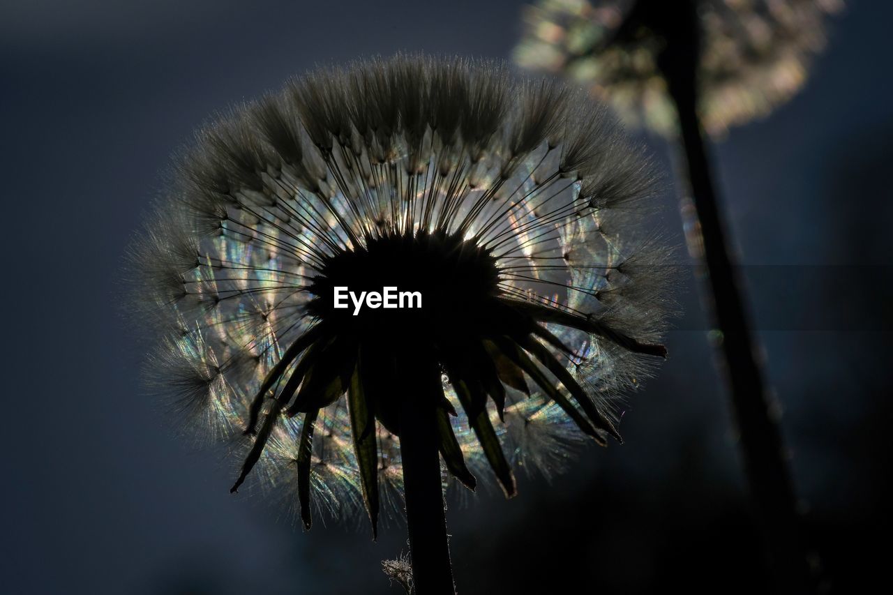 Close-up of wilted dandelion against sky