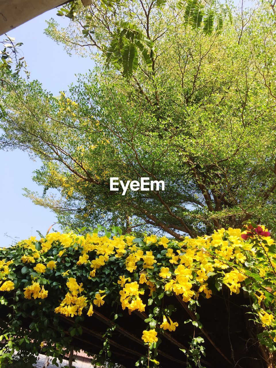 YELLOW FLOWERS BLOOMING BY TREE