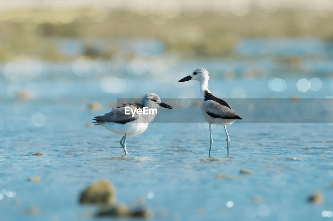 CLOSE-UP OF BIRD ON SEA