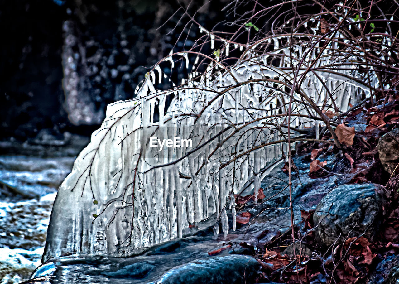 CLOSE-UP OF FROZEN TREES