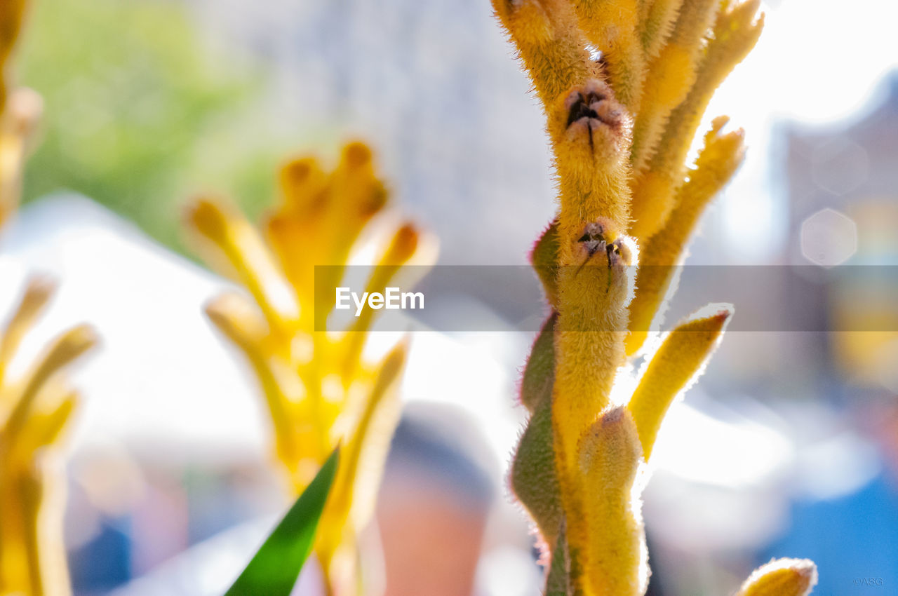 CLOSE-UP OF YELLOW FLOWERING PLANT AGAINST BLURRED BACKGROUND