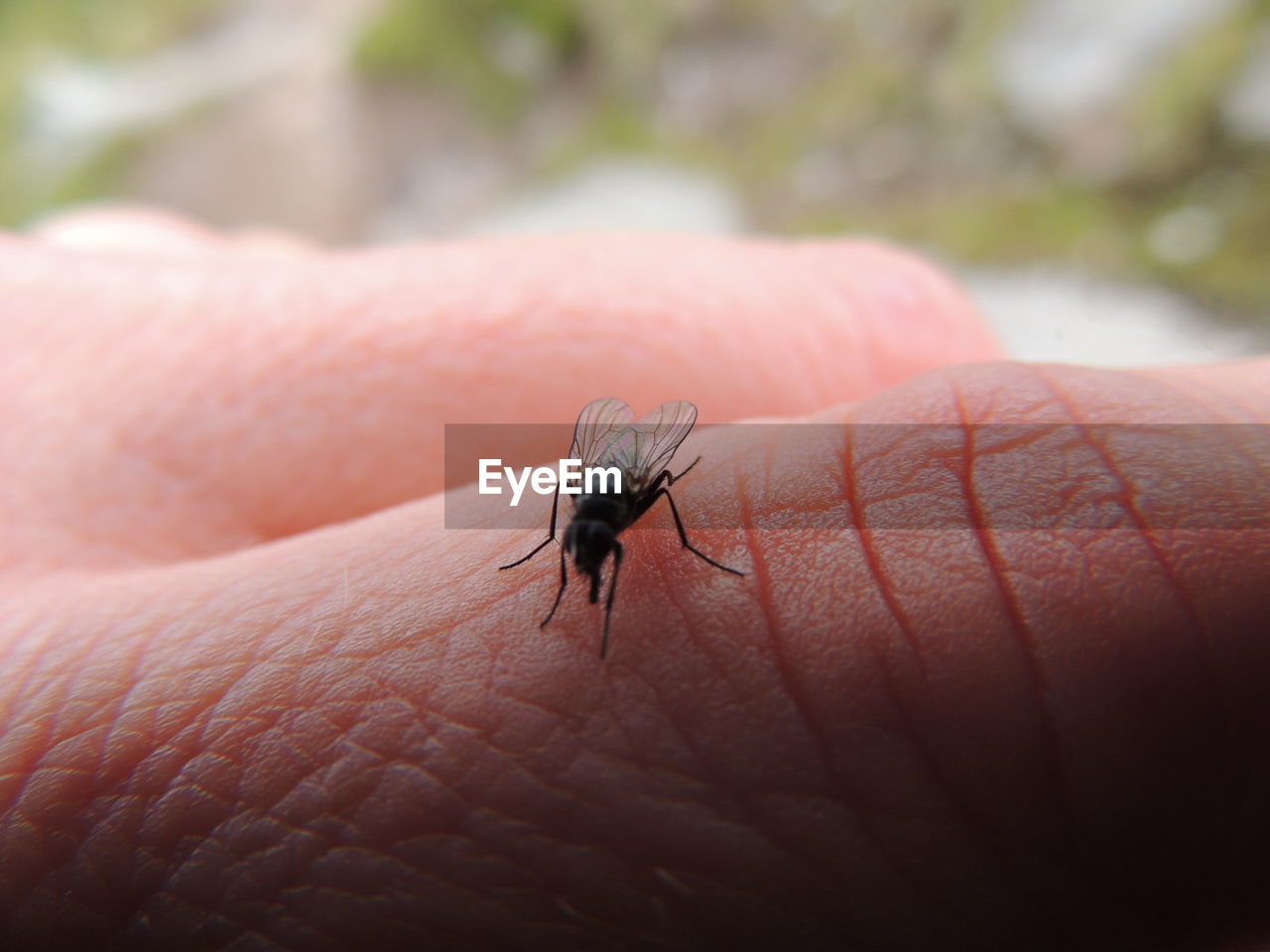 Close-up of housefly on hand