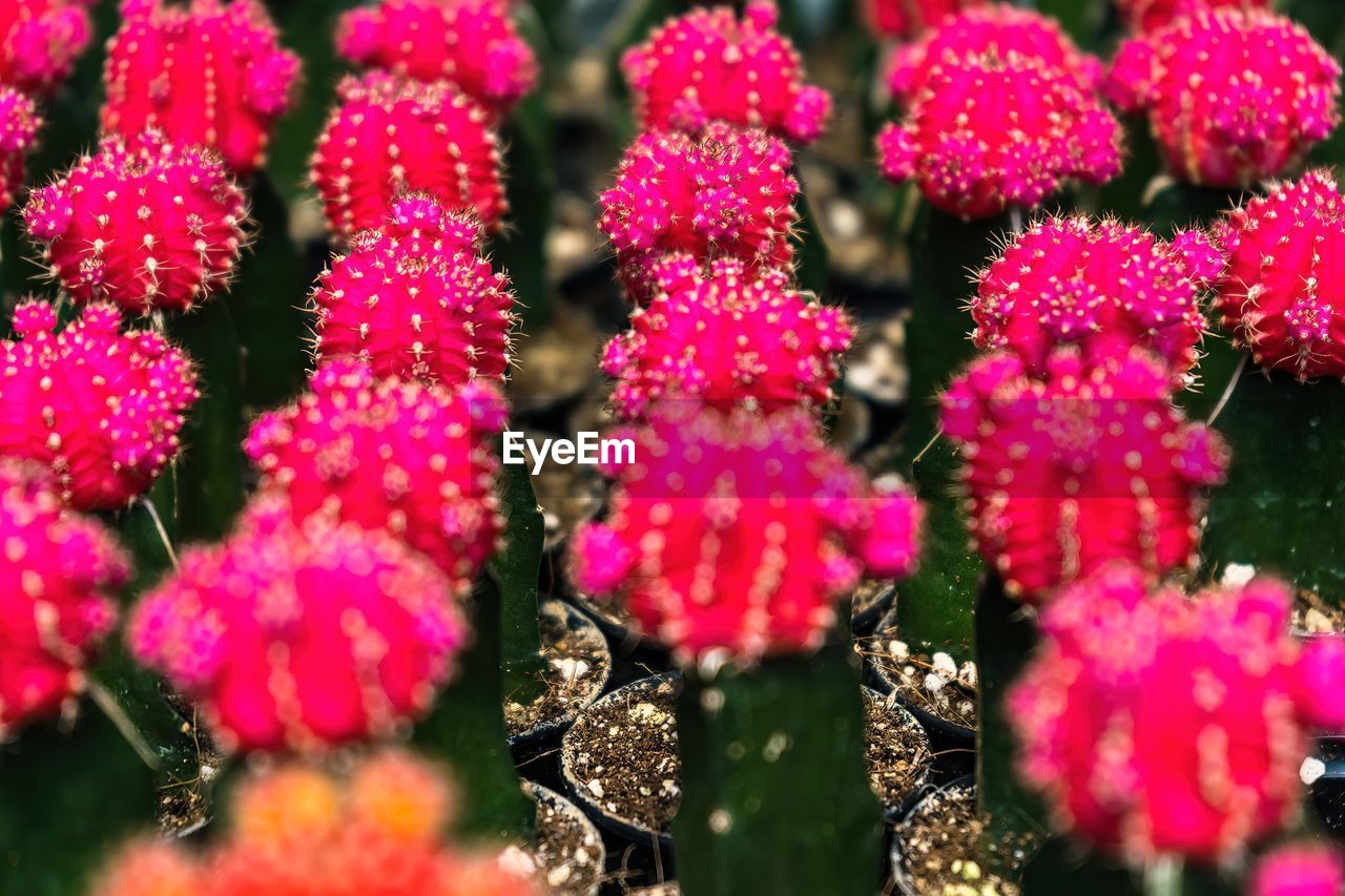flower, plant, beauty in nature, flowering plant, freshness, pink, close-up, nature, no people, growth, fragility, day, shrub, outdoors, inflorescence, flower head, selective focus, red, full frame, petal, botany