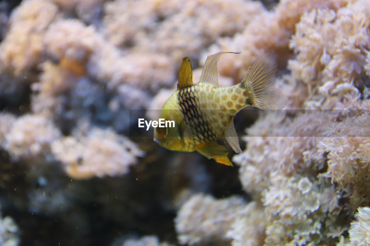 animal themes, animal, animal wildlife, wildlife, sea, sea life, underwater, water, marine, undersea, fish, one animal, reef, nature, marine biology, macro photography, coral, pomacentridae, aquarium, swimming, close-up, no people, beauty in nature, coral reef, coral reef fish, tropical fish, outdoors
