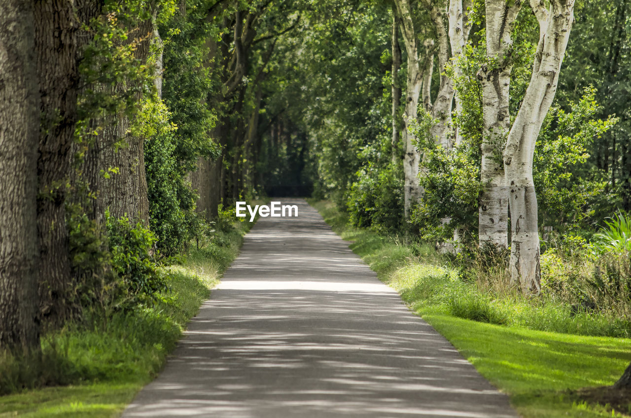 Road amidst trees in forest