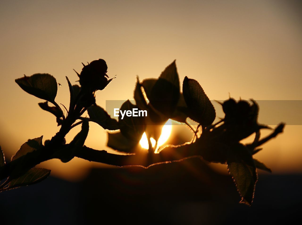 CLOSE-UP OF SILHOUETTE LEAVES AGAINST SKY AT SUNSET