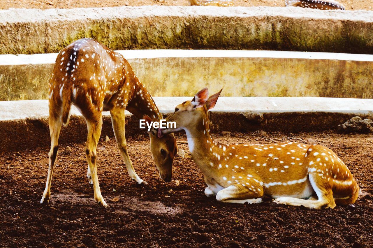 Midsection of deers in zoo