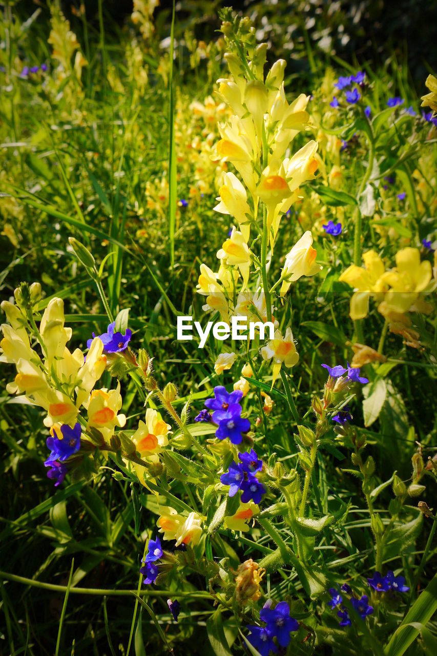 Close-up of purple flowers blooming in field