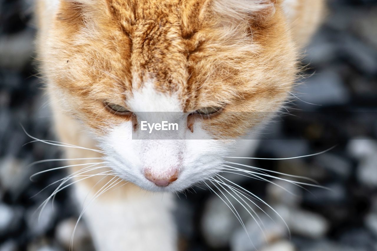 Close-up of a catas face from above