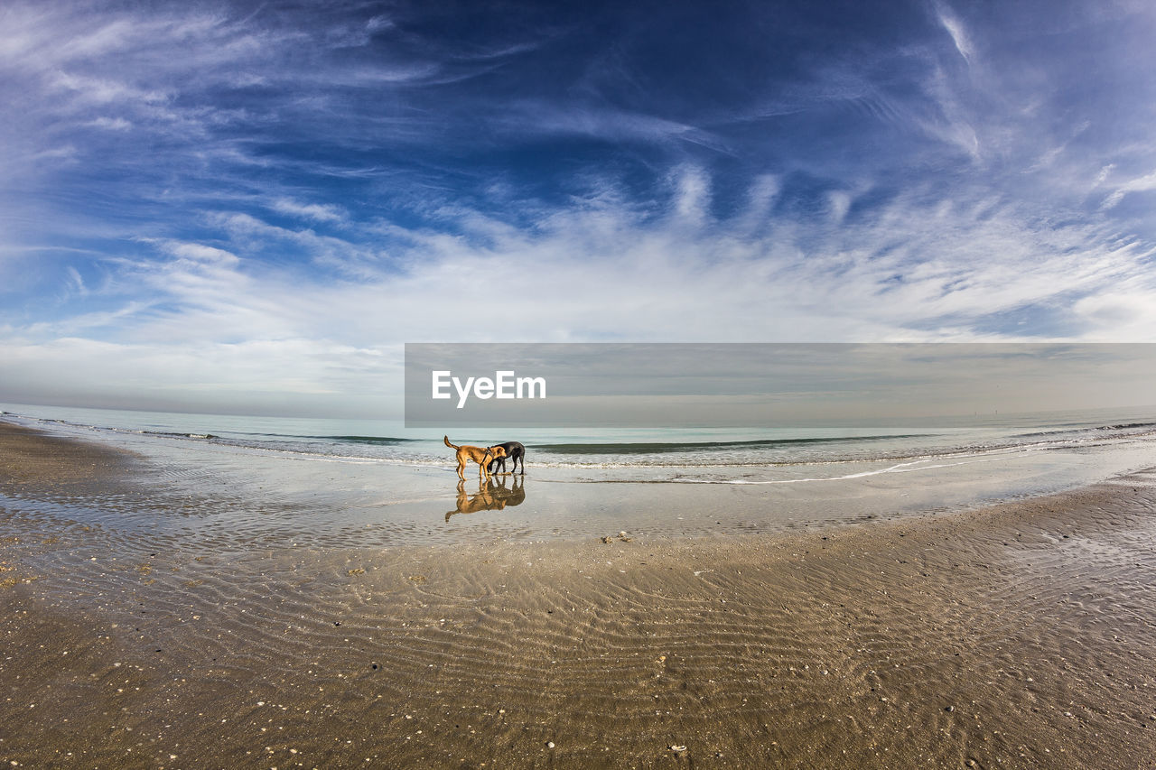 Dogs standing on shore at beach against sky