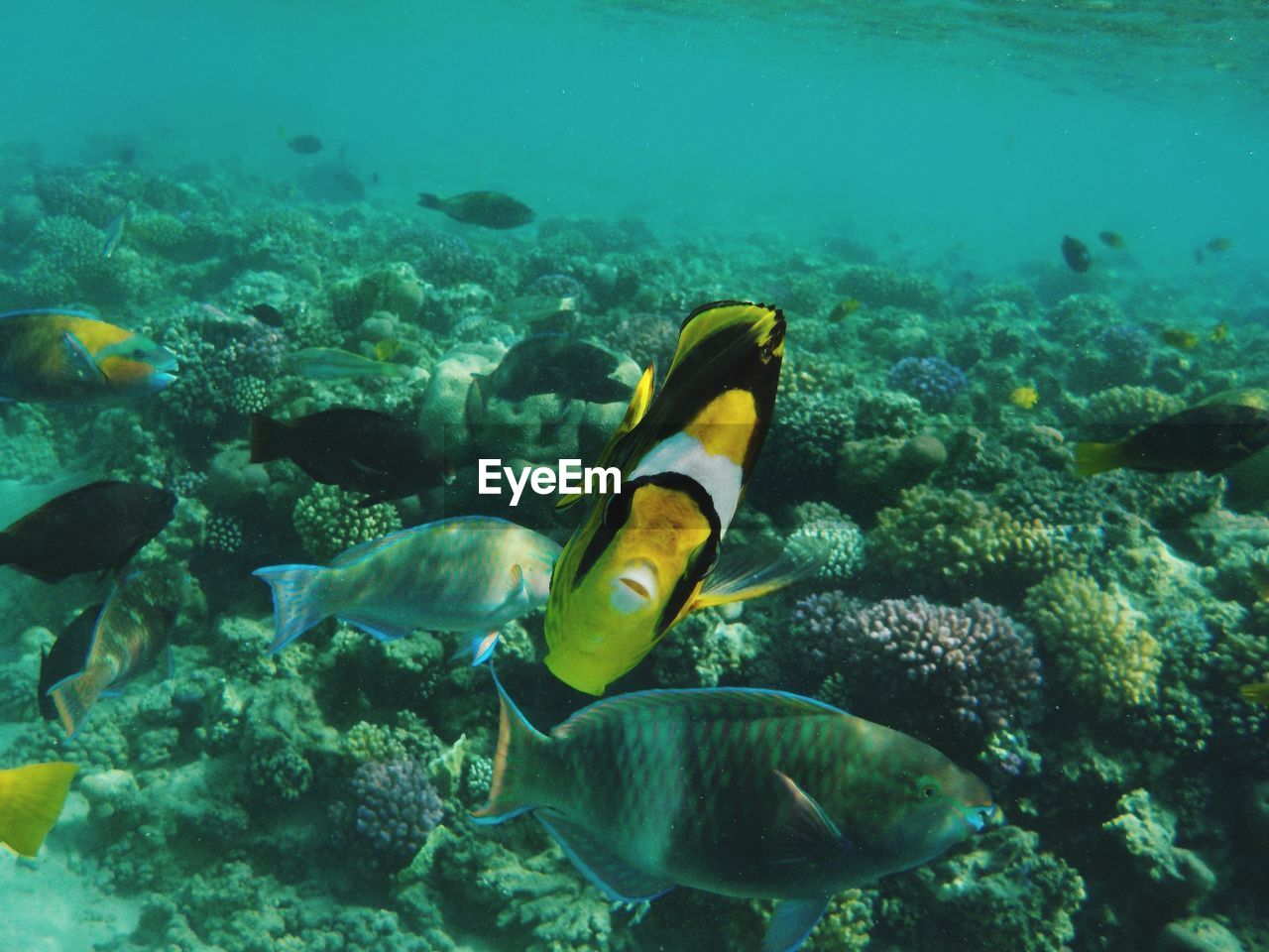 Close-up of fish swimming in sea