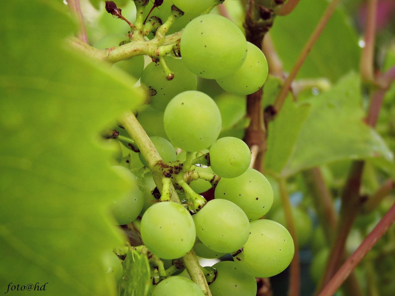 CLOSE-UP OF GREEN GRAPES