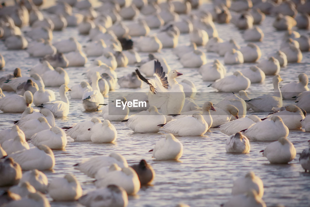 HIGH ANGLE VIEW OF BIRDS IN WATER