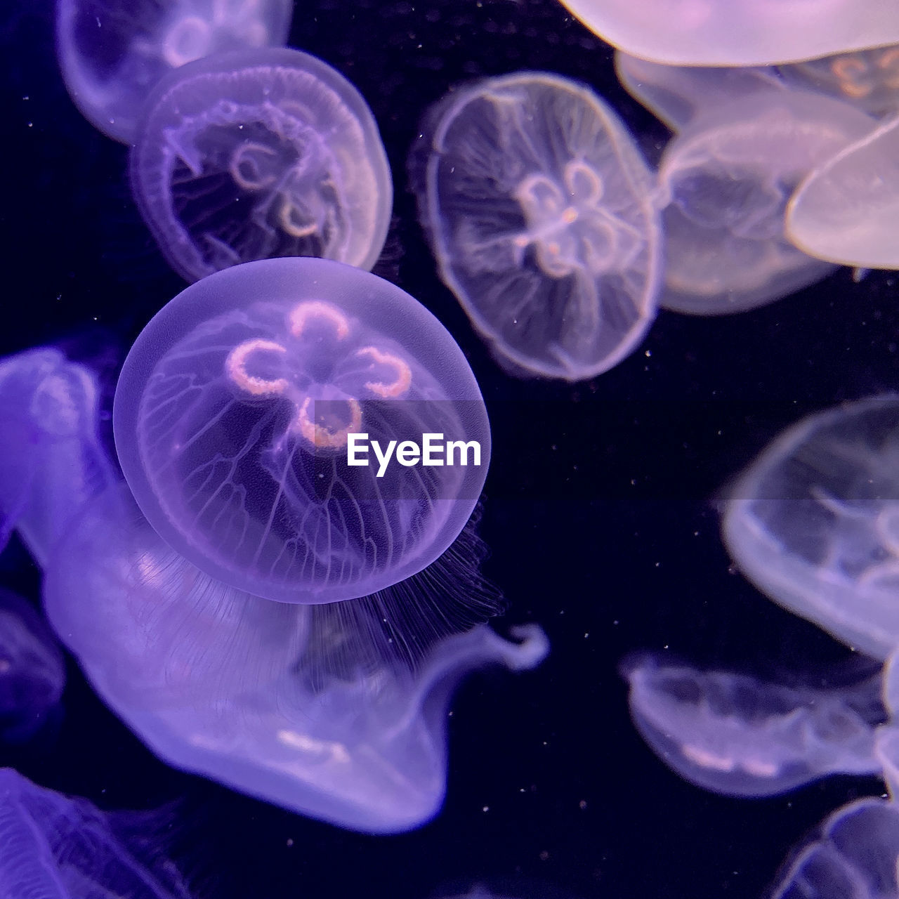 Close-up of jellyfish in an aquarium.