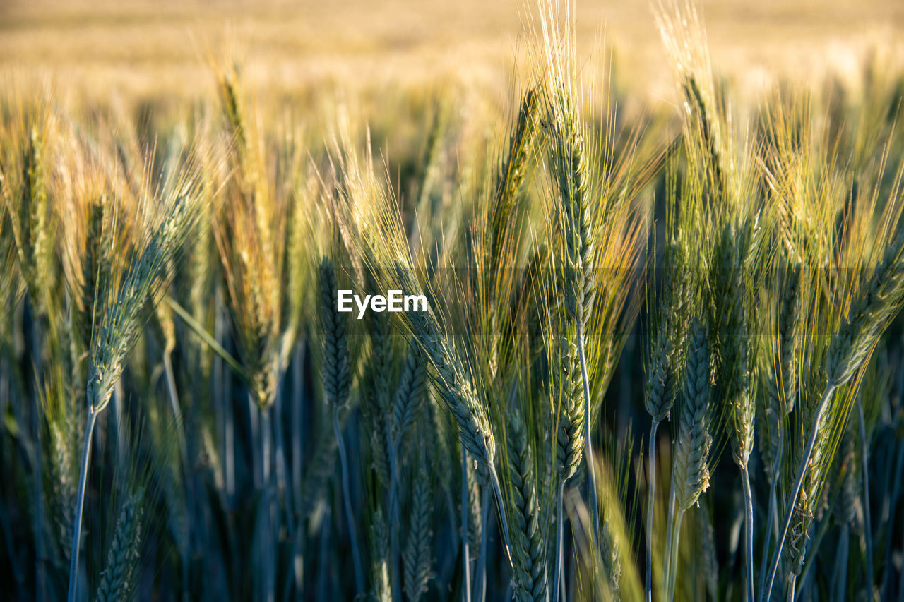 Close-up of wheat growing on field