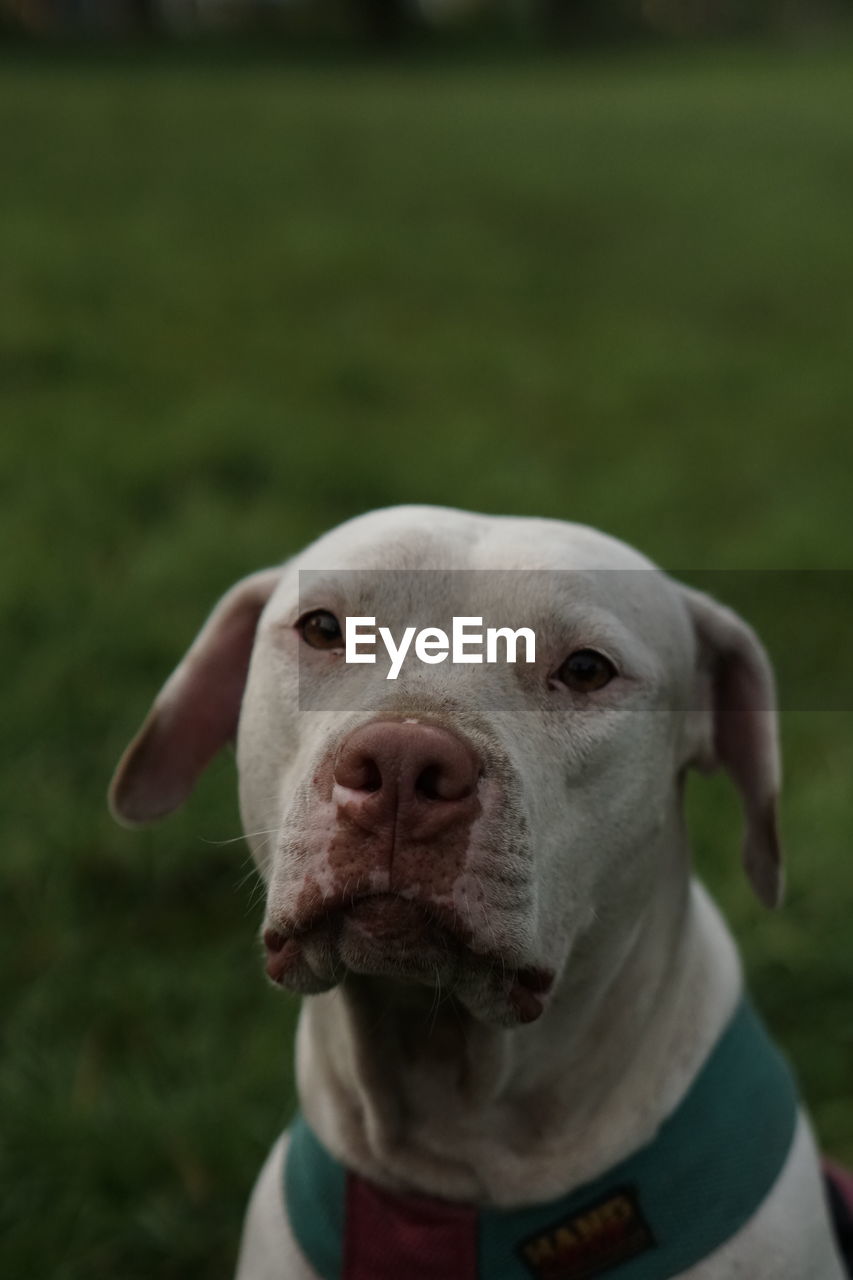 Close-up portrait of dog on field