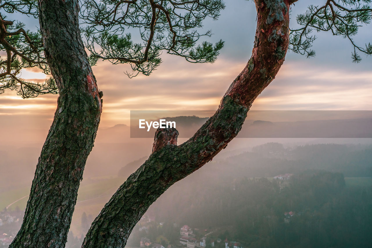 Tree against sky during sunset