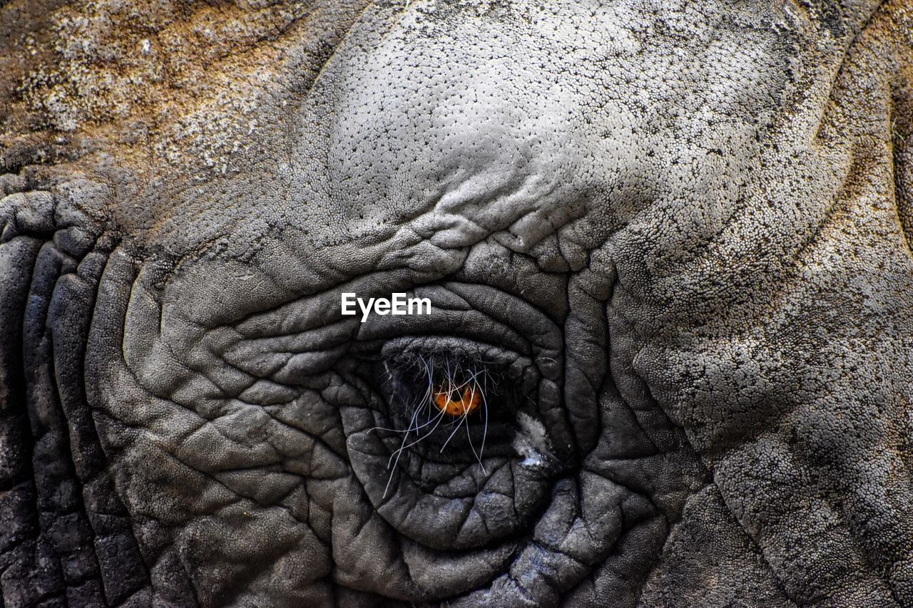 CLOSE-UP OF ELEPHANT ON HUMAN EYE