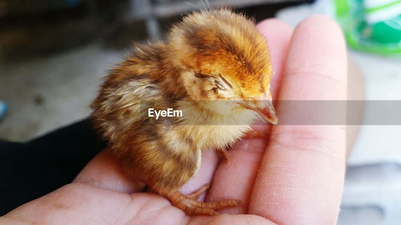 CLOSE-UP OF WOMAN HAND HOLDING BIRD AT HOME