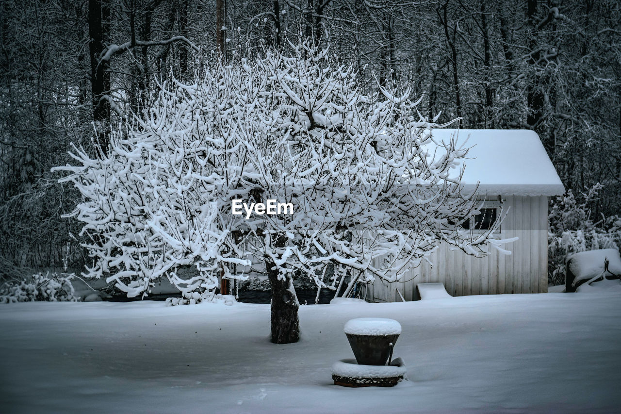 snow, tree, winter, white, plant, cold temperature, freezing, black and white, nature, monochrome, branch, frozen, beauty in nature, monochrome photography, no people, architecture, frost, built structure, outdoors, bare tree, darkness, light, environment, black, day, tranquility, growth, ice, land, building exterior, scenics - nature, building