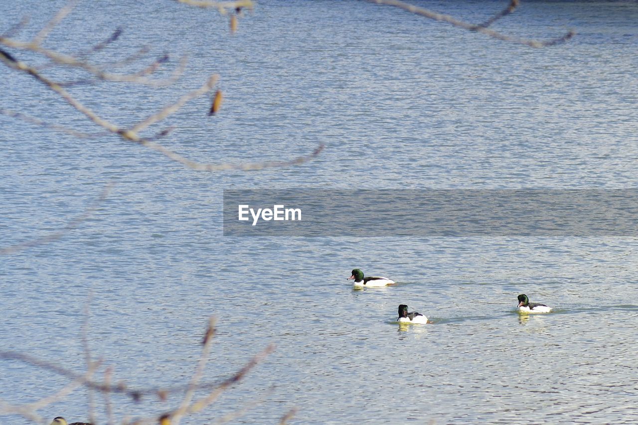 HIGH ANGLE VIEW OF BIRDS ON SHORE