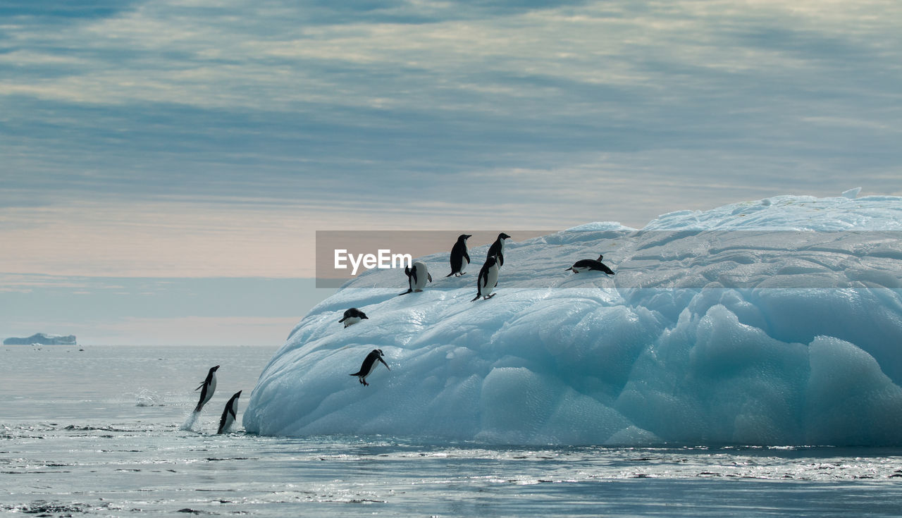 Adelie penguins on an iceberg - half moon island antarctica