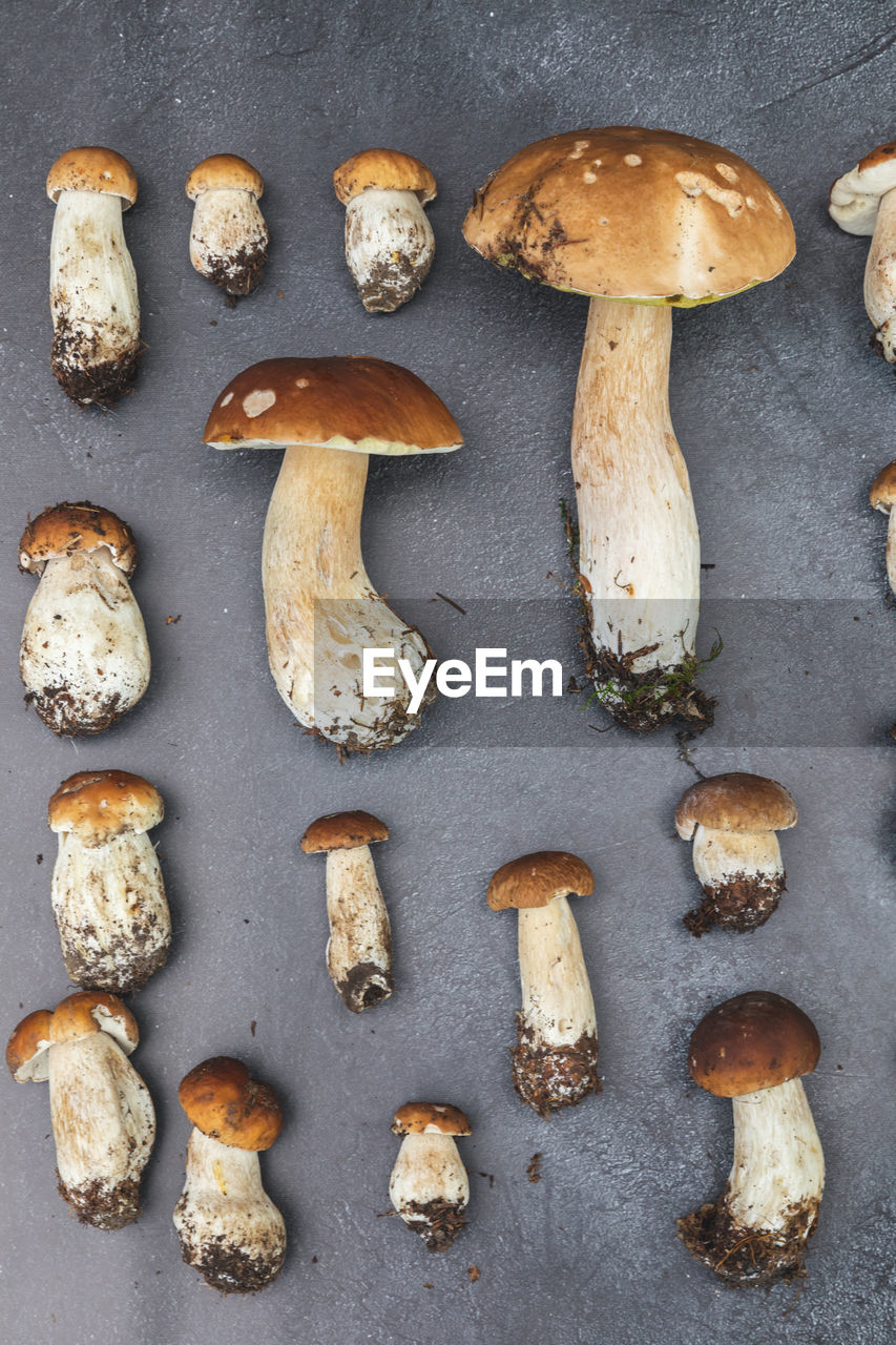 Directly above shot of mushrooms on table