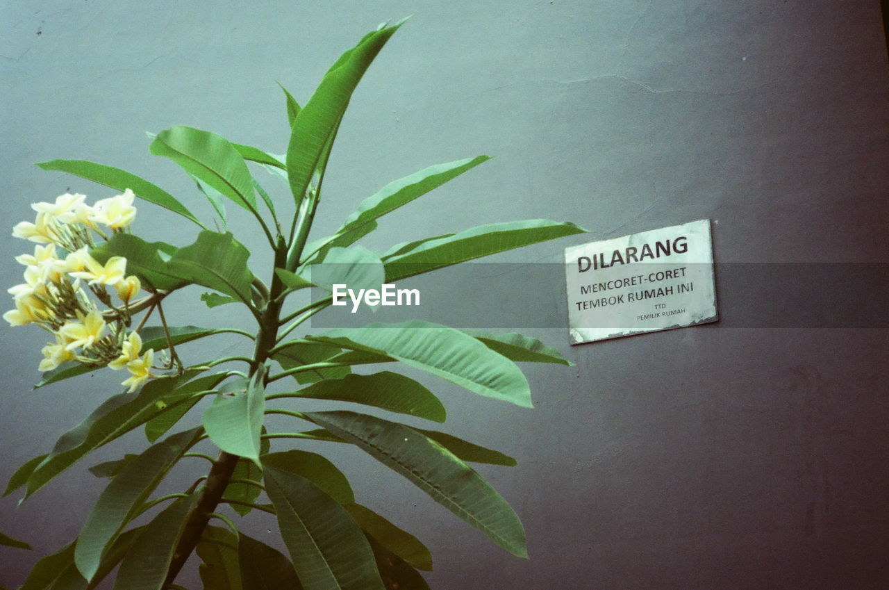 CLOSE-UP OF TEXT ON PLANT BY WALL