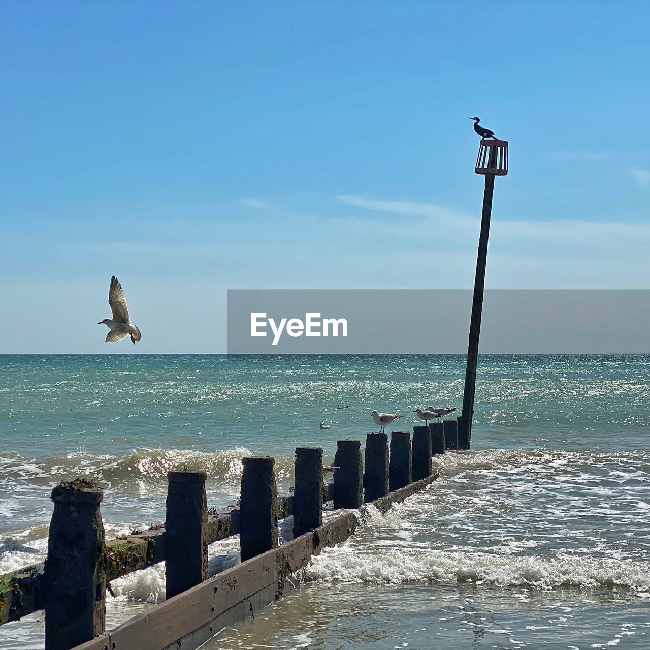 Seagull over wooden post in sea against sky