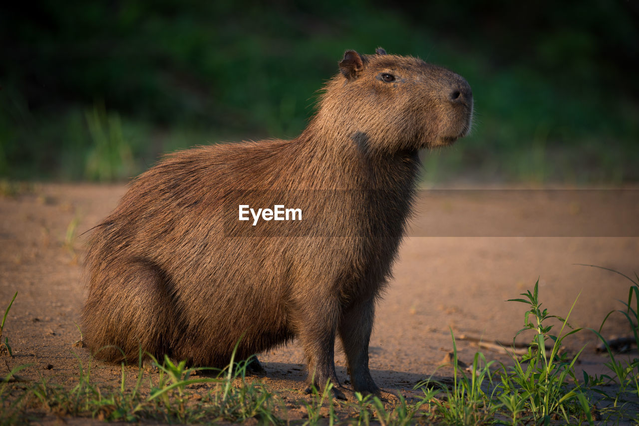 Side view of capybara on field