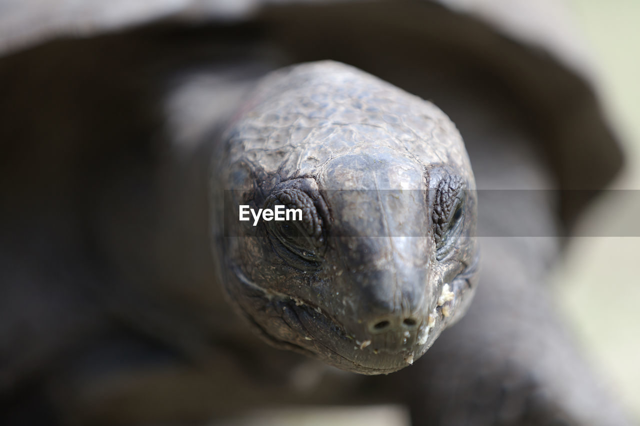 animal themes, close-up, one animal, animal, reptile, animal wildlife, turtle, tortoise, wildlife, animal body part, animal head, macro photography, portrait, no people, nature, tortoise shell, looking at camera, focus on foreground, outdoors