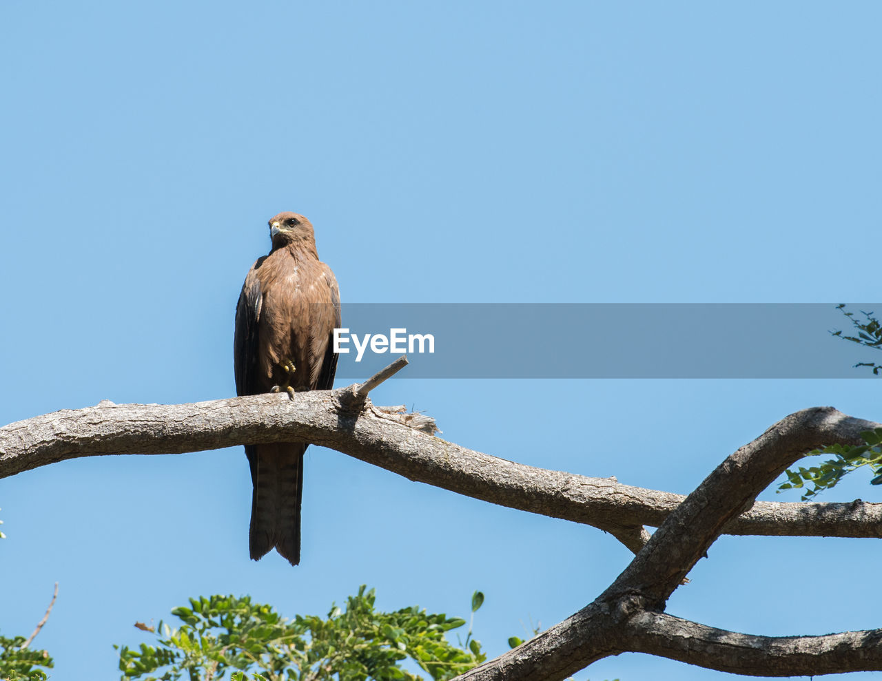 LOW ANGLE VIEW OF EAGLE PERCHING ON BRANCH