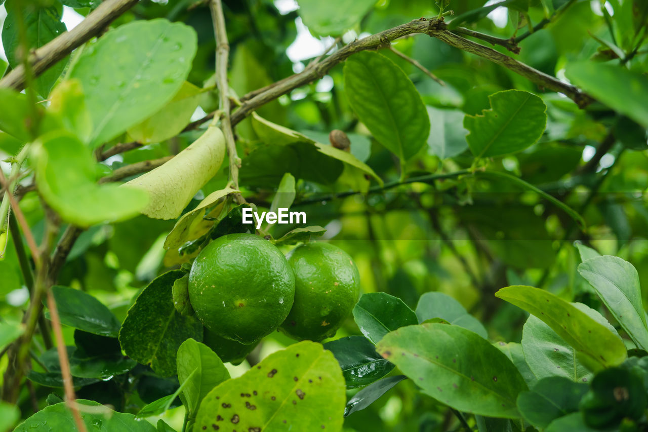 CLOSE-UP OF FRUITS ON TREE