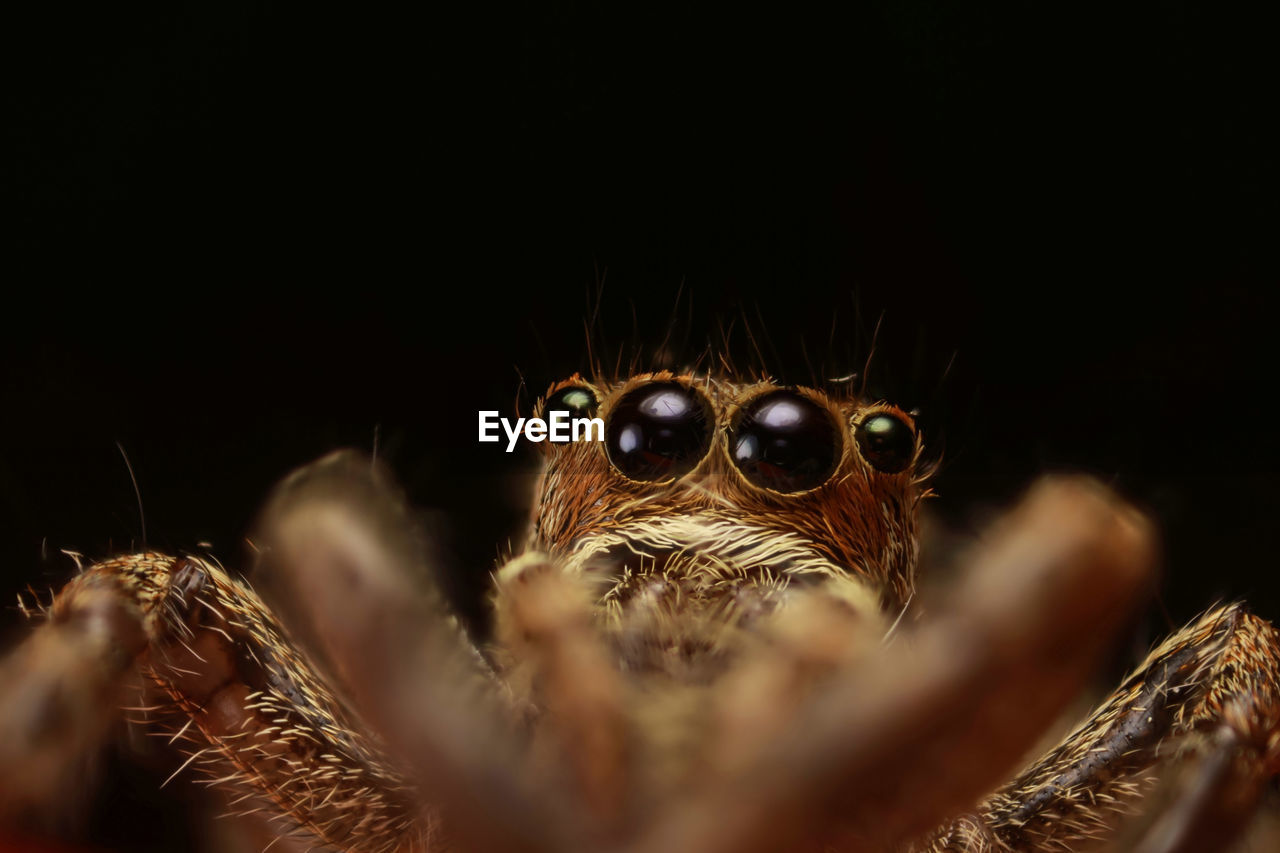 Close-up of jumping spider against black background