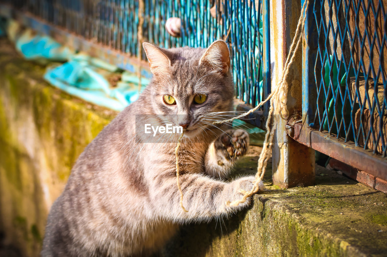 Tabby yellow eyed cat chewing a rope