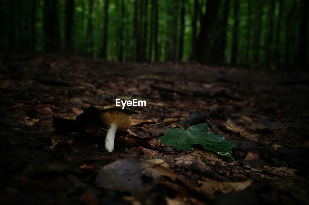 Close-up of mushroom below leaf in forest