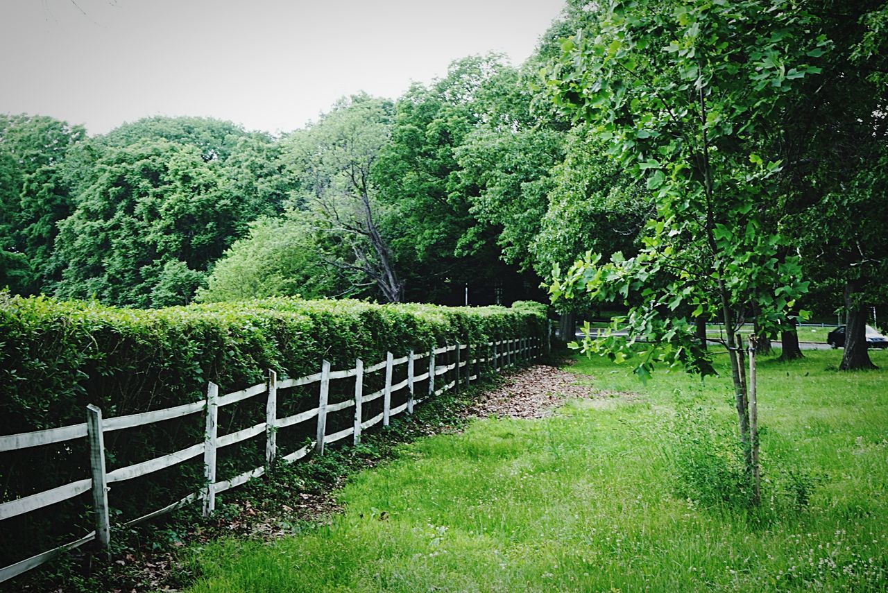 View of trees on grassland