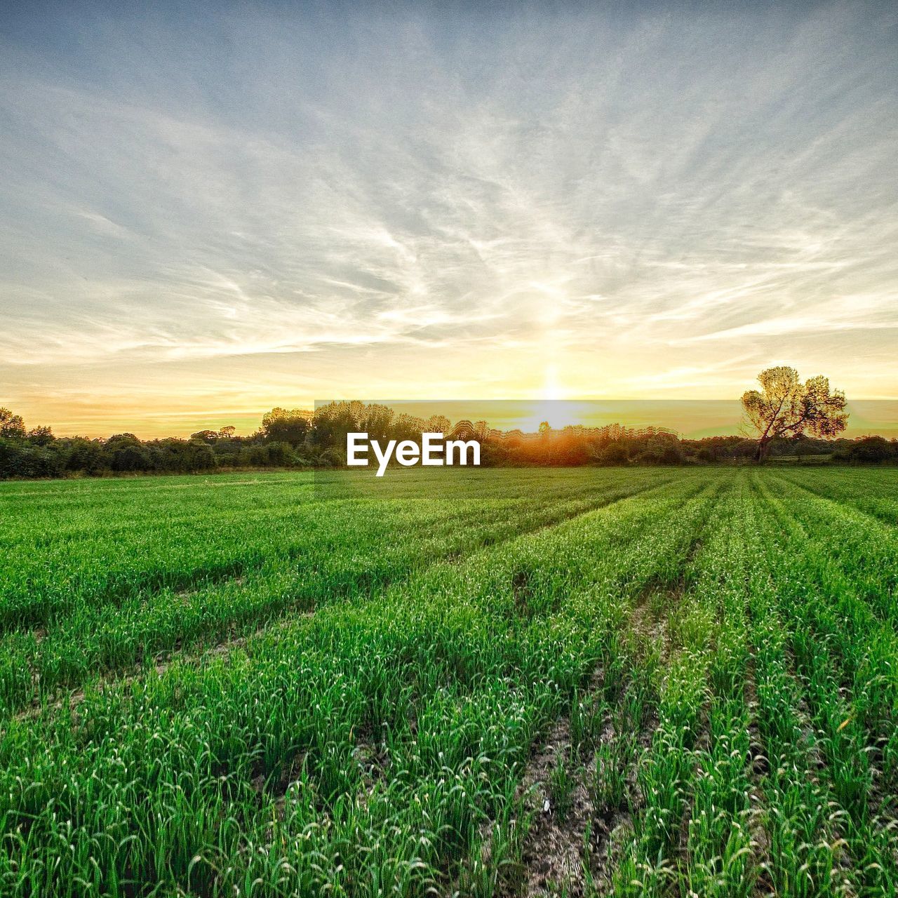 SCENIC VIEW OF GRASSY FIELD AGAINST SKY DURING SUNSET