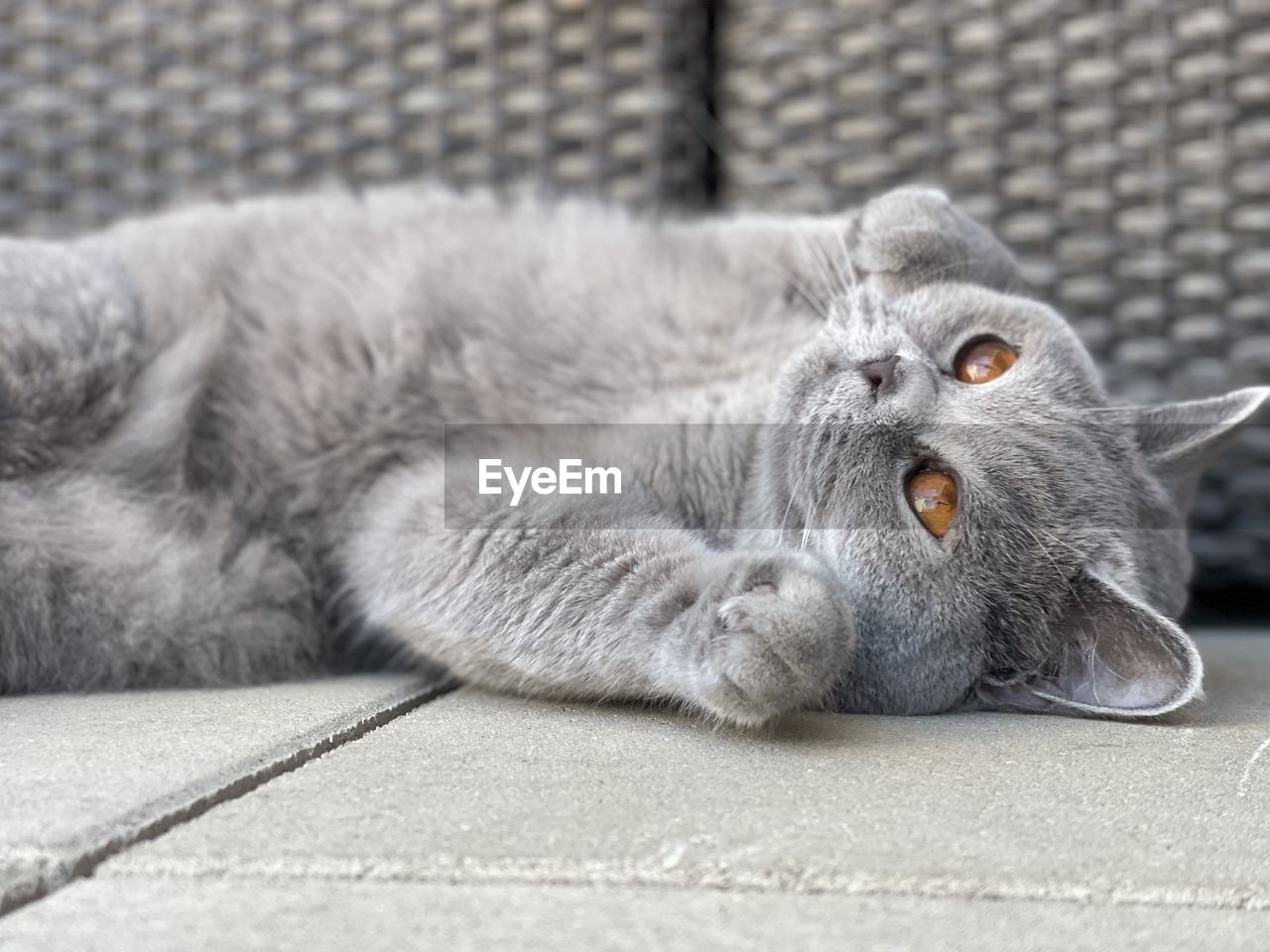 close-up of cat lying on floor at home