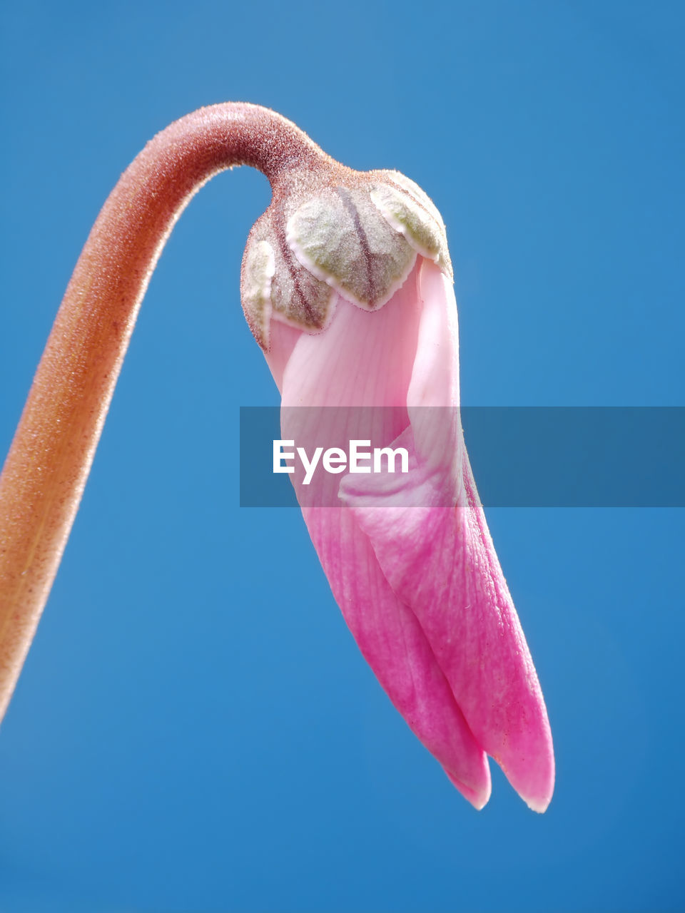 Closeup of cyclamen bud shot over blue background