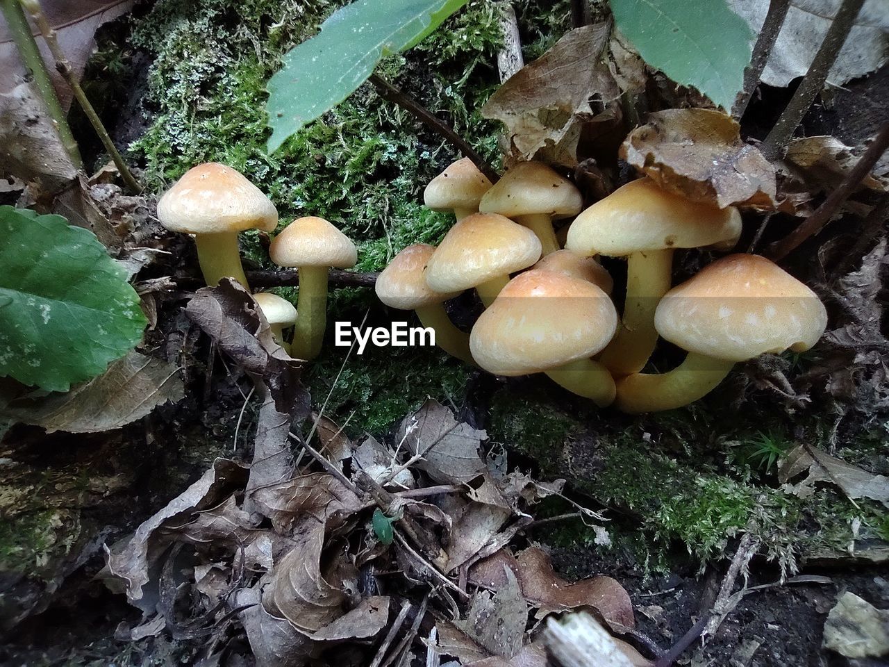 HIGH ANGLE VIEW OF MUSHROOM GROWING ON FIELD