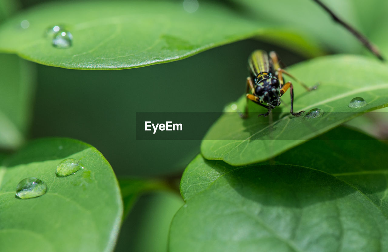 Macro shot of flying insect on leaves with droplets