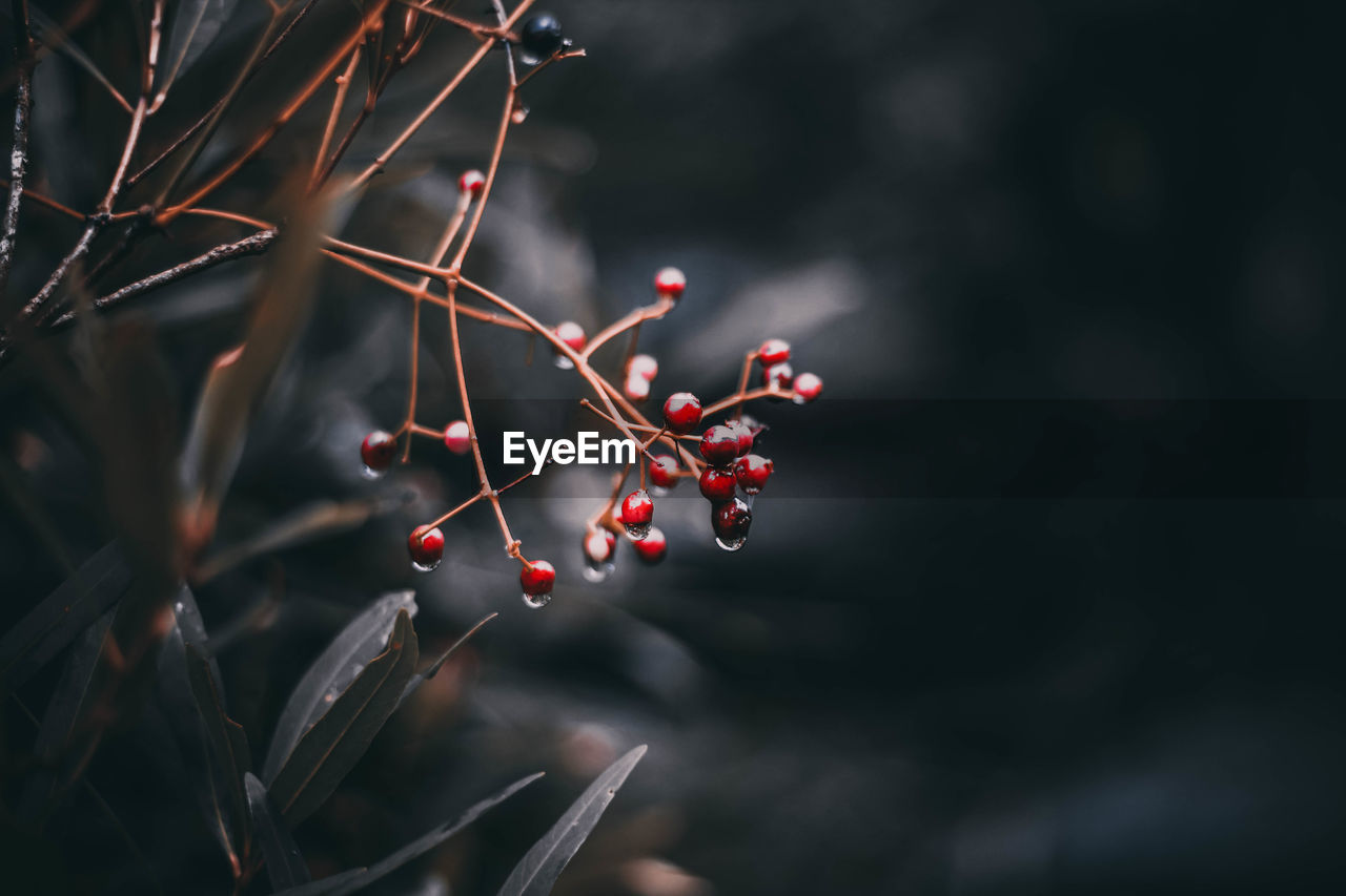 Close-up of berries on tree