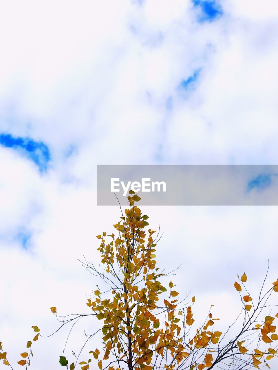 LOW ANGLE VIEW OF FLOWERS AGAINST SKY