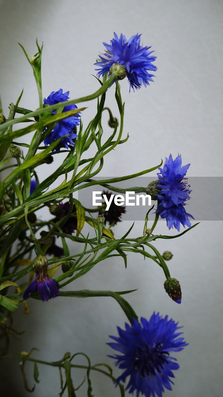 CLOSE-UP OF PURPLE FLOWERS BLOOMING