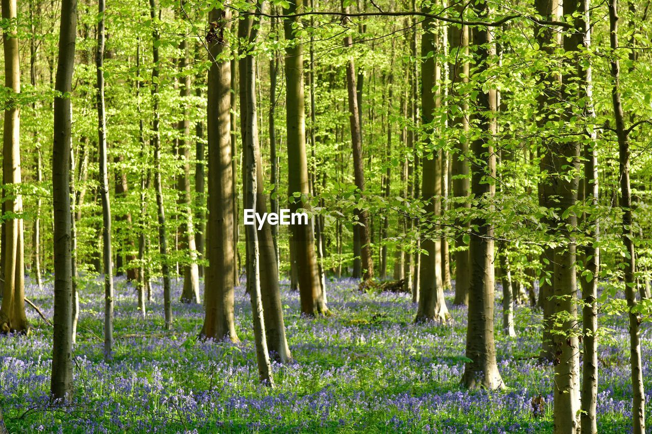 View of trees in forest